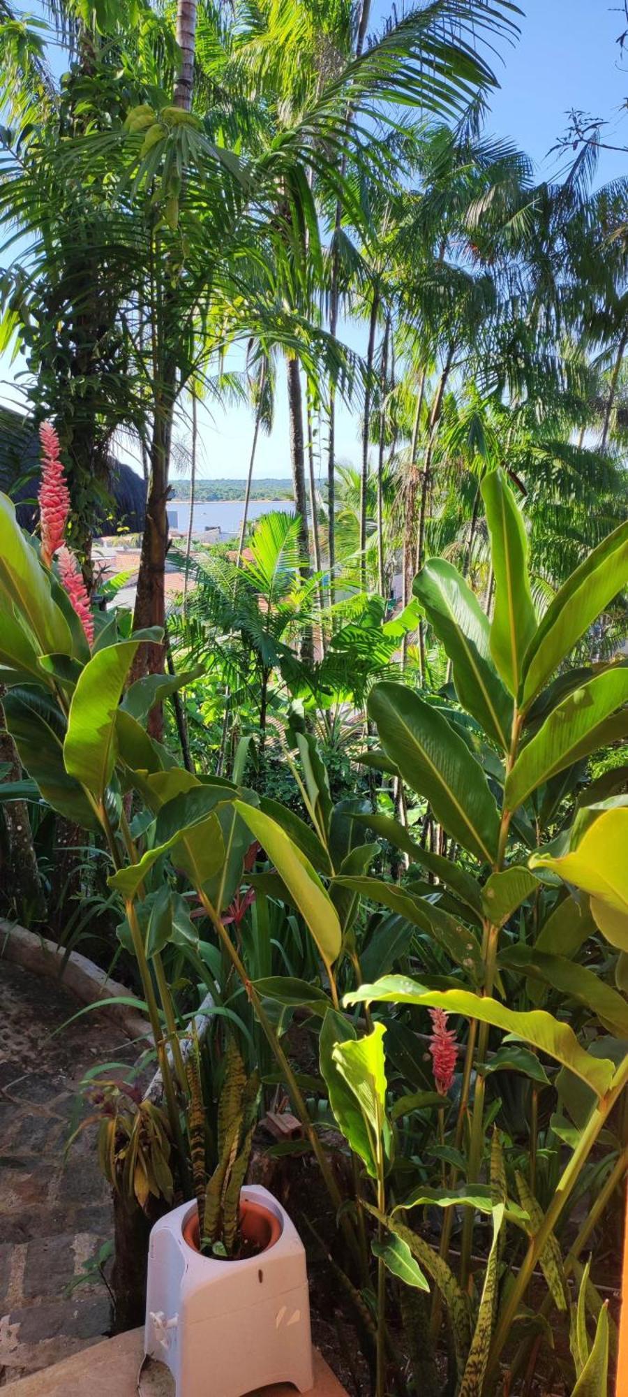 Hostel Zen - Casa Na Floresta Itacare Bagian luar foto